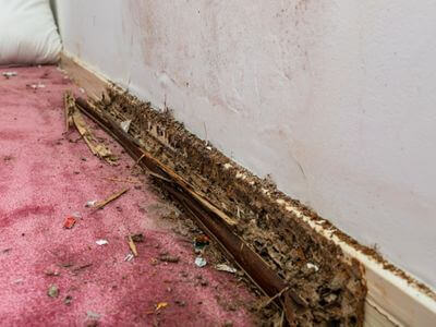 About Crawl Space Mold Remediation Chester - basement water damage restoration experts in Chester